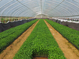 使用有機肥有什么好處