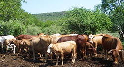 有機(jī)肥顆粒生產(chǎn)線設(shè)備介紹