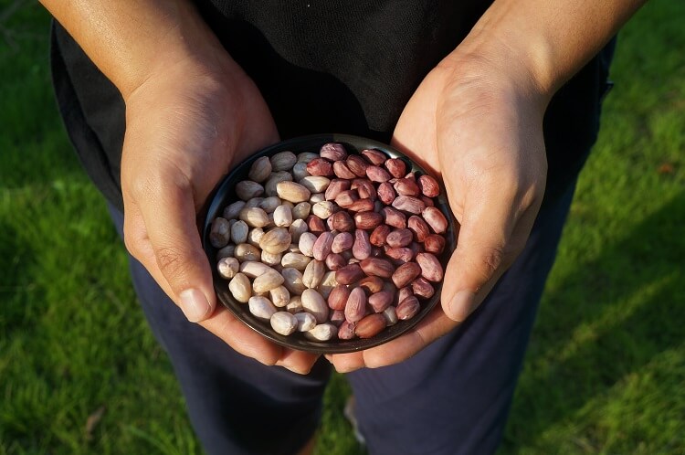 花生餅怎樣使用，才能轉(zhuǎn)化成優(yōu)質(zhì)的有機(jī)肥